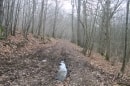 forêt de Chaulgnes